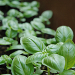 basil060618.jpg