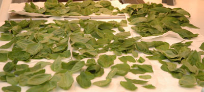basil070908.jpg