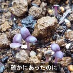 basil_090603.jpg