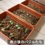 basil_090603_3.jpg