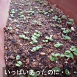 basil_090603_4.jpg