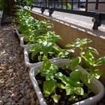 basil_090828.jpg