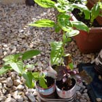 basil_090828_2.jpg