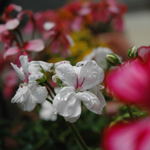 gardening_050618_2.jpg