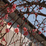 ume060304_2.jpg