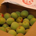 umeshu2007_1.jpg