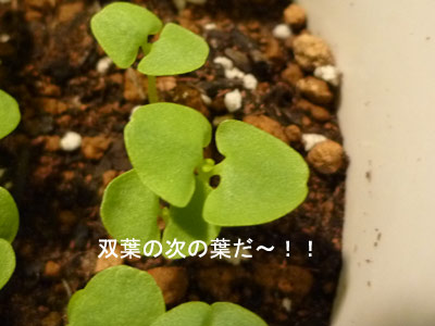 basil_110115_2.jpg