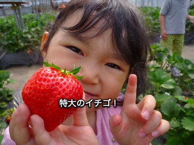 ichigogari2010_2.jpg